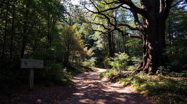 Pourquoi choisir Francital pour assurer votre sécurité en forêt